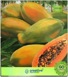 Seeds : Fruit Bonsai Seeds : Thai Papaya Seeds Dwarf Variety Very Sweet Delicious Fruit Exotic Fruit Rare Seeds Bonsai Plant Seeds Premium Economy Kitchen Garden Plant Seeds