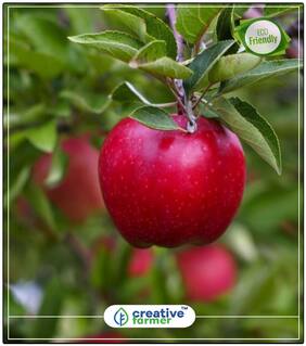 Seeds : Fruit Seeds Apple - King Bloom Plant For Balcony Fruit Seeds Economy Gardening Plant Seeds
