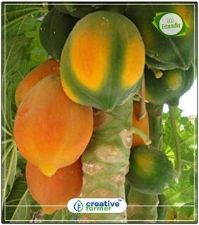 Seeds : Fruit Seeds Papaya Selection Farm Seeds Fruit Seeds Hybrid Economy Gardening Plant Seeds