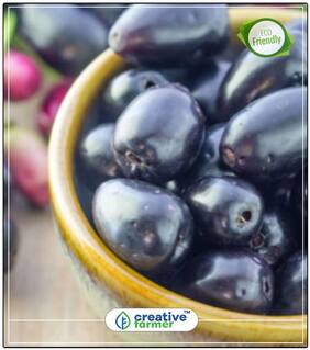 Seeds : Fruit Seeds Kala Jam - Blackberry Like Fruit Seeds For Kitchen Garden Economy Gardening Plant Seeds