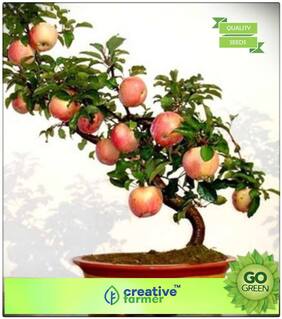 Seeds : Fruit Plant Seeds : Kashmir Apple Seeds Fruits Premium Economy Kitchen Garden Plant Seeds