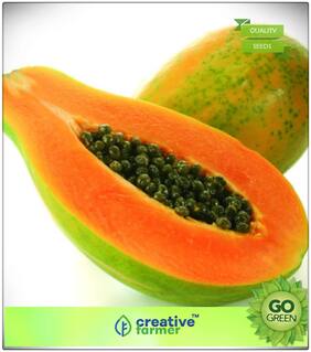 Seeds : Fruit Bonsai Seeds : Fruit Seeds For Terrace Garden Papaya Dwarf Garden Fruit Seeds Bonsai Plant Seeds Premium Economy Kitchen Garden Plant Seeds