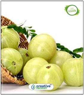 Seeds : Fruit Seeds Phyllanthus Emblica Fruit Seeds Economy Gardening Plant Seeds