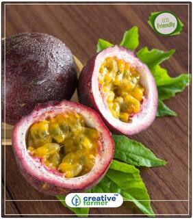 Seeds : Fruit Seeds Hybrid Purple Passion Fruit;Kaveri Fast Fruiting Plant Seeds Fruit Seeds Economy Gardening Plant Seeds