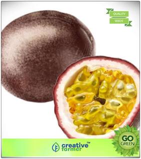 Seeds : Fruit Seeds Junoon Ka Phal Fruit Seeds For Planting Fruit Seeds Premium Economy Kitchen Garden Plant Seeds