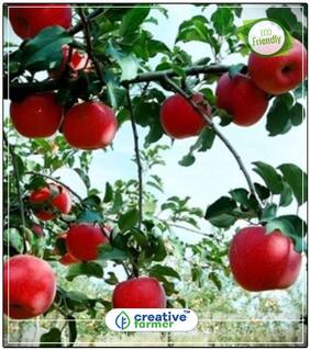 Seeds : Fruit Seeds Honeycrisp Apple Tree Sweet Fruit Seeds For Home Depot Fruit Seeds Economy Gardening Plant Seeds