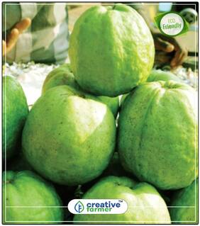 Seeds : Fruit Seeds Gaint Gauva Seeds (1 kg Fruit) -Giant Thailand Fruit Seeds Economy Gardening Plant Seeds