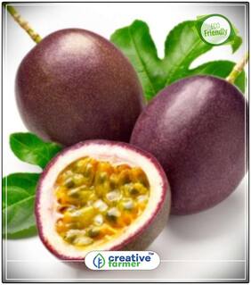 Seeds : Fruit Seeds Passion Fruit Tree Seeds For Easy Gardening Fruit Seeds Economy Gardening Plant Seeds
