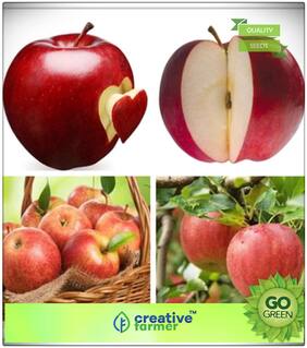 Seeds : Fruit Plant Seeds : Candy Crisp Apple Tree Certified 5 Seeds Fruit Seeds For Planting Premium Economy Kitchen Garden Plant Seeds