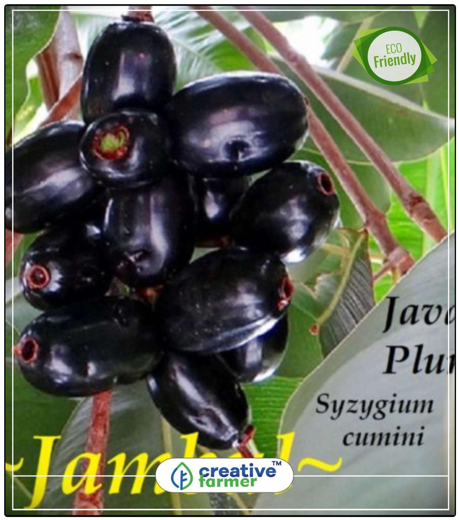 https://assetscdn1.paytm.com/images/catalog/product/H/HO/HOMSEEDS-FRUIT-CREA88747B94B1001/1563036842354_0..jpg
