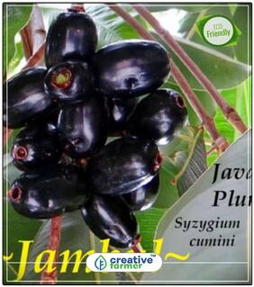 Seeds : Fruit Seeds Nagai Plum Seeds (Syzygium Family) Fruit Seeds For Home Garden In India Economy Gardening Plant Seeds