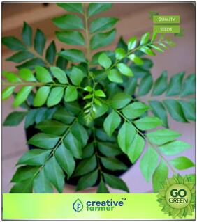 Seeds : Fruit Bonsai Seeds : Sweet Neem Leaves Seeds For Kitchen Premium Economy Kitchen Garden Plant Seeds Premium Economy Kitchen Garden Plant Seeds