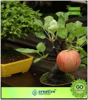 Seeds : Fruit Plant Seeds : Dwarf Apple Tree Seeds Home Garden Yard Outdoor Living Premium Economy Kitchen Garden Plant Seeds