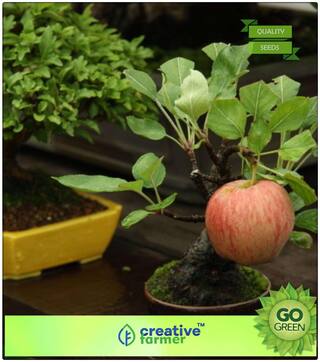 Seeds : Fruit Plant Seeds : Dwarf Apple Tree Seeds Home Garden Yard Outdoor Living Premium Economy Kitchen Garden Plant Seeds