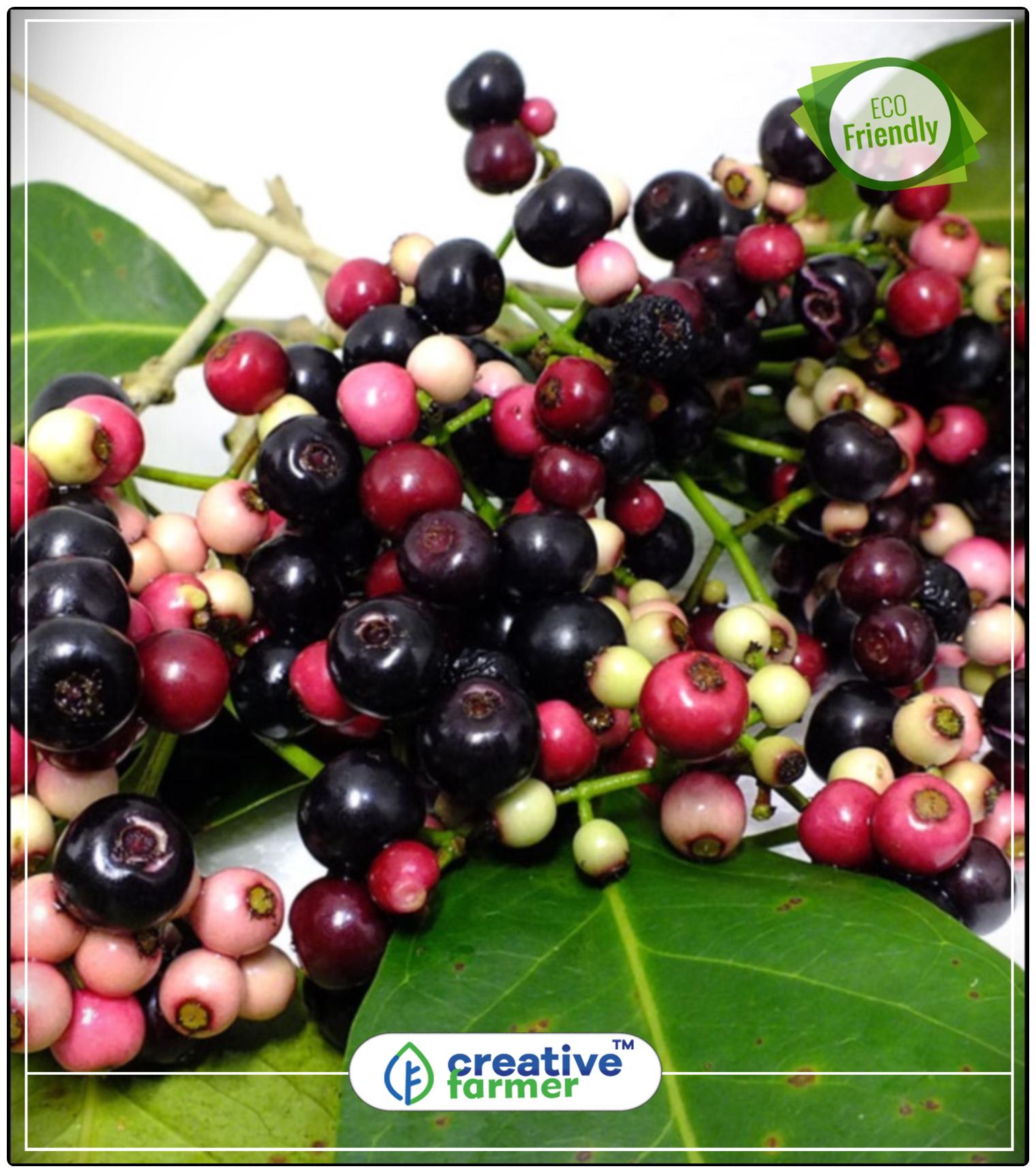 https://assetscdn1.paytm.com/images/catalog/product/H/HO/HOMSEEDS-FRUIT-CREA88747C020D47B/1563039824356_0..jpg