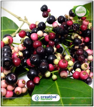 Seeds : Fruit Seeds Black Jamun/Jam/Jambolan/ - Syzygium Cumini Fruit Seeds Natural Blood Purifier Seeds Economy Gardening Plant Seeds