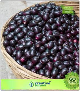 Seeds : Fruit Seeds Jamalu - Blackberry Like Fruit (Syzygium Cumini) Seeds For Home Garden Premium Economy Kitchen Garden Plant Seeds