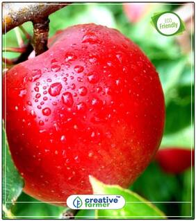 Seeds : Fruit Seeds Wild Apple For Rainy Season Fruit Seeds Economy Gardening Plant Seeds