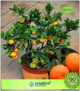 Seeds : Fruit Bonsai Seeds : Dwarf Orange Plant Tangerine Orange Fruit Plant Seeds 10 Seeds Fruit Seeds For Kitchen Garden Fruit Seeds Garden Pack Premium Economy Kitchen Garden Plant Seeds