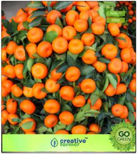 Seeds : Fruit Bonsai Seeds : Sweet Orange Fruit Tree Seeds Fruit Seeds For Container Gardening Fruit Seeds Garden Pack Premium Economy Kitchen Garden Plant Seeds