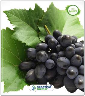 Seeds : Fruit Seeds Green Skinned Best Fruit Seeds Kitchen Garden Economy Gardening Plant Seeds