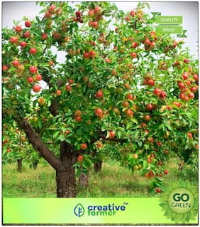 Seeds : Fruit Seeds : Fruit Seeds Apple Seeds -Hazaratbali Apple Seeds For Kitchen Garden Premium Economy Kitchen Garden Plant Seeds