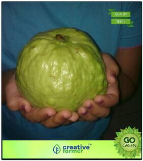 Seeds : Fruit Seeds Giant Indian Guava Seeds Fruit Plant Seeds For Garden Fruit Seeds Premium Economy Kitchen Garden Plant Seeds