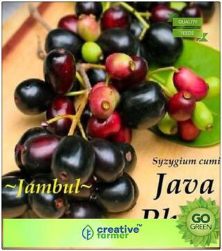 Seeds : Fruit Seeds Delicious Fruit Plant - Black Jamun Syzygium Cumini Seeds Fruit Seeds At Home Depot Premium Economy Kitchen Garden Plant Seeds