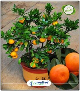 Seeds : Fruit Seeds Dwarf Fruit Seeds - Orange Fruit Seeds Fruit Seeds For Planting Fruit Seeds Garden Pack Fruit Bonsai Seeds Economy Gardening Plant Seeds