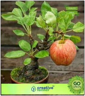 Seeds : Fruit Plant Seeds : Apple Seeds- Mixed Types Seeds For Small Pots Premium Economy Kitchen Garden Plant Seeds