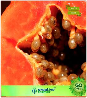 Seeds : Fruit Bonsai Seeds : Papaya Seeds Very Sweet Best Fruit Seeds Bonsai Plant Seeds Premium Economy Kitchen Garden Plant Seeds