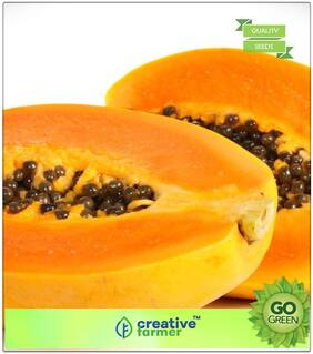 Seeds : Fruit Bonsai Seeds : Papaya Seeds Pusa Fruit Seeds For Kitchen Garden Bonsai Plant Seeds Premium Economy Kitchen Garden Plant Seeds