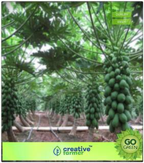 Seeds : Fruit Seeds All Season - Papaya Hyb Garden Fruit Seeds Premium Economy Kitchen Garden Plant Seeds