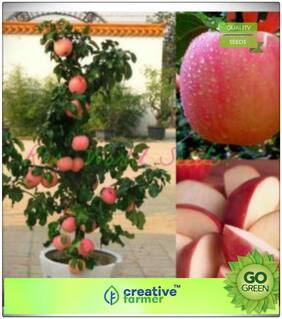 Seeds : Fruit Seeds : Fruit Seeds Honeycrisp Apple Tree Sweet Fruit Seeds For Home Depot Premium Economy Kitchen Garden Plant Seeds