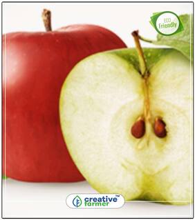 Seeds : Fruit Seeds Malus Domestica Apple For Outdoor Plants Fruit Seeds Economy Gardening Plant Seeds