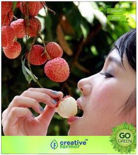 Seeds : Fruit Seeds : Fresh Lychee Litchi Seeds Rare Delicious Sweet Seasonal Fruit Tree Premium Economy Kitchen Garden Plant Seeds