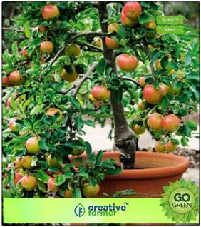 Seeds : Fruit Seeds : Fruit Seeds Apple Seeds- Mixed Types Seeds For Small Pots Premium Economy Kitchen Garden Plant Seeds
