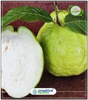 Seeds : Fruit Seeds Giant Thailand Guava Fruit Seeds 20 Seeds Economy Gardening Plant Seeds