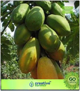 Seeds : Fruit Bonsai Seeds : Fruit Seeds Papaya Dwarf Variety Orange Flesh