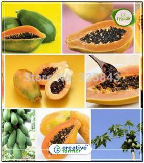 Seeds : Fruit Seeds Papaya Seeds Fruit Seeds In India Bonsai Plant Seeds Fruit Bonsai Seeds Economy Gardening Plant Seeds