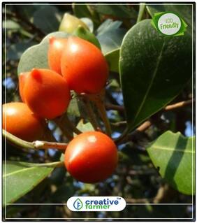 Seeds : Fruit Seeds Herb Tree Maulsari Seeds For Indian Climate Economy Gardening Plant Seeds