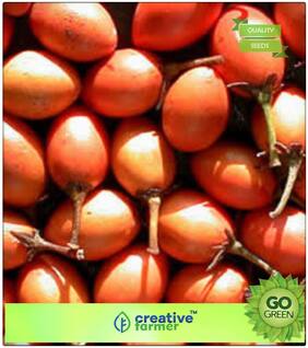 Seeds : Fruit Seeds Maulsari Cherry Seeds For All Season Premium Economy Kitchen Garden Plant Seeds
