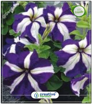 Seeds : Funnel-Shaped Petunia Plant Seeds Online Economy Gardening Plant Seeds