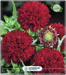 Seeds : Gaillardia Dwarf Dbl Mixed Plant Seeds Indoor Economy Gardening Plant Seeds
