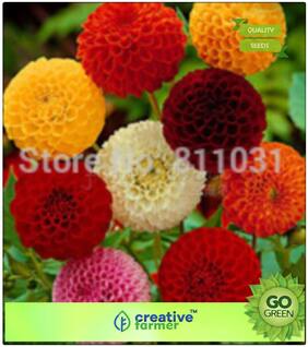 Seeds : Gardening Seeds All Season : Dahlia Flower Plant Premium Economy Kitchen Garden Plant Seeds