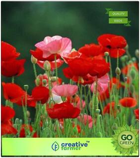 Seeds : Gardening Seeds : California Poppy - Papaveraceae Premium Economy Kitchen Garden Plant Seeds
