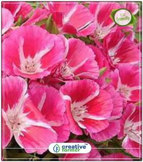 Seeds : Garland Flower Seeds For Garden Plants Economy Gardening Plant Seeds