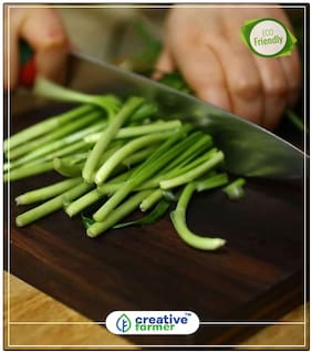 Seeds : Garlic Chives Species Of Onion Native Herb Seeds For Planting Economy Gardening Plant Seeds