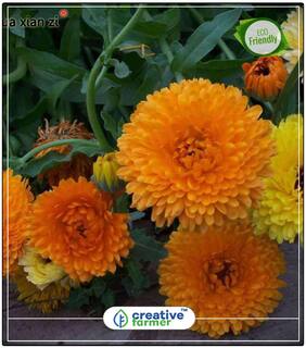 Seeds : Genda Pot Marigold Orange Flower Seed Kit Economy Gardening Plant Seeds