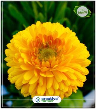 Seeds : Genda Pot Marigold Mixed Plant Seeds Home. Garden Flowers Economy Gardening Plant Seeds